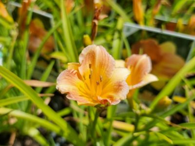 Picture of Hemerocallis hybrida Stella Tangerine PBR