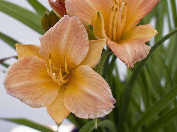 Picture of Hemerocallis hybrida Stella Tangerine PBR