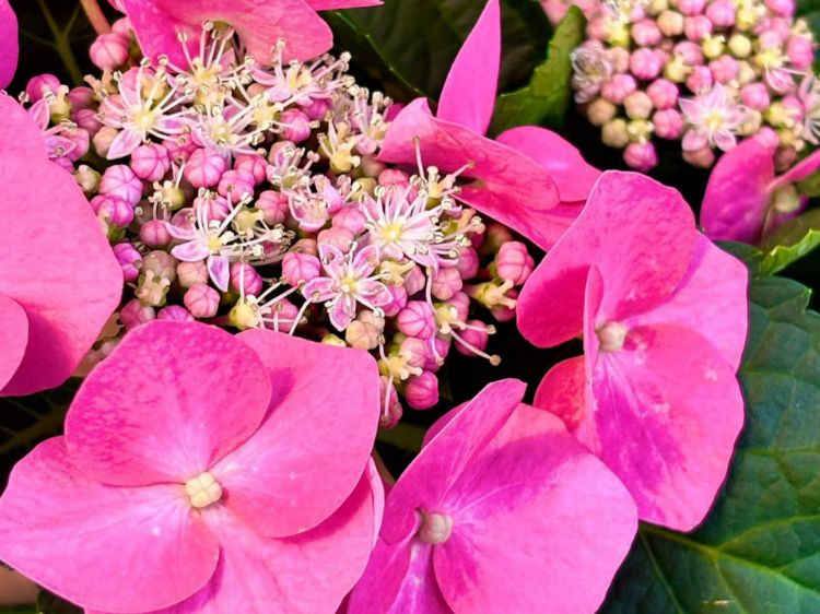 Picture of Hydrangea macrophylla Black Lace