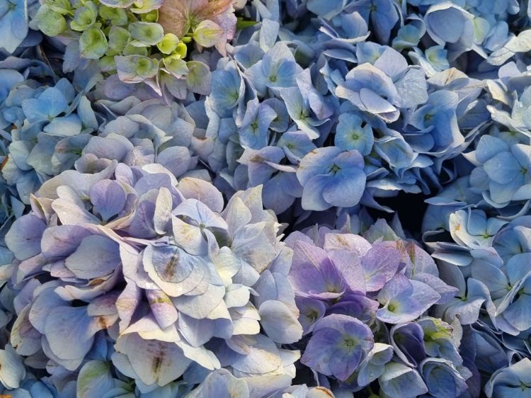 Picture of Hydrangea macrophylla Blue