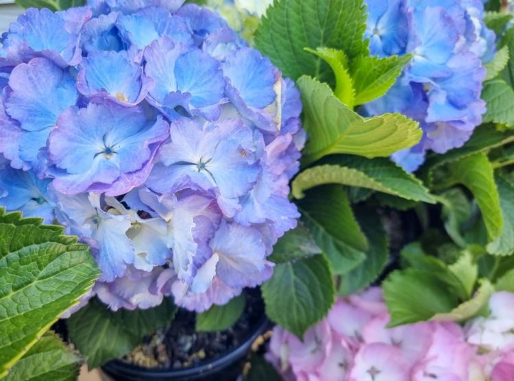 Picture of Hydrangea macrophylla Blue
