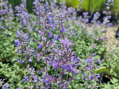 Picture of Nepeta faassenii Dropmore