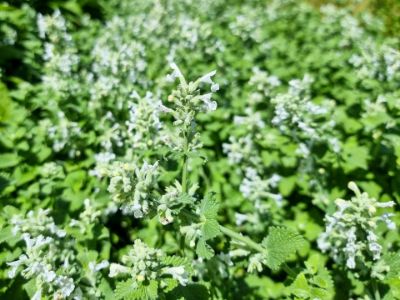 Picture of Nepeta faassenii Snowflake