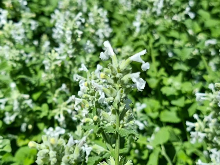 Picture of Nepeta faassenii Snowflake