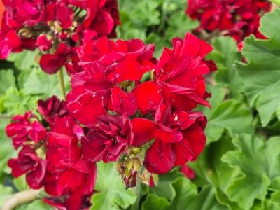 Picture of Pelargonium zonale Big Burgundy