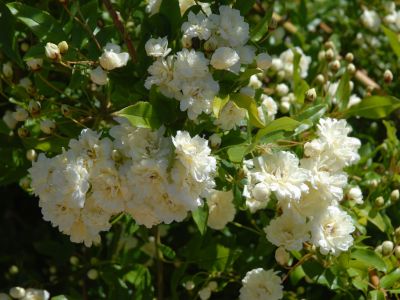 Picture of Rosa banksiae Alba