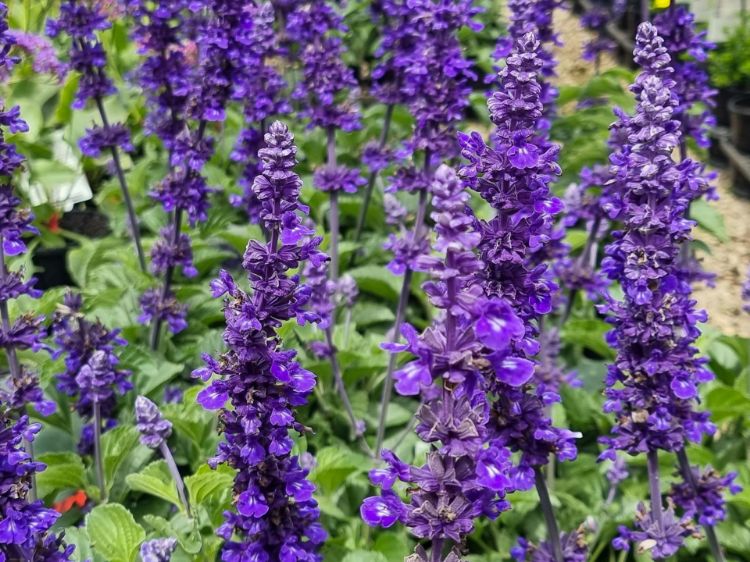 Picture of Salvia hybrida Mystic Spires Blue