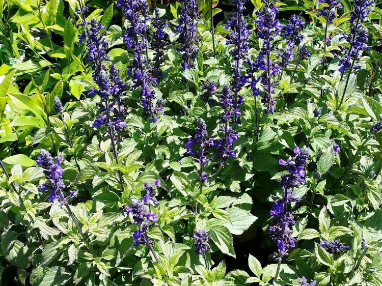 Picture of Salvia hybrida Mystic Spires Blue