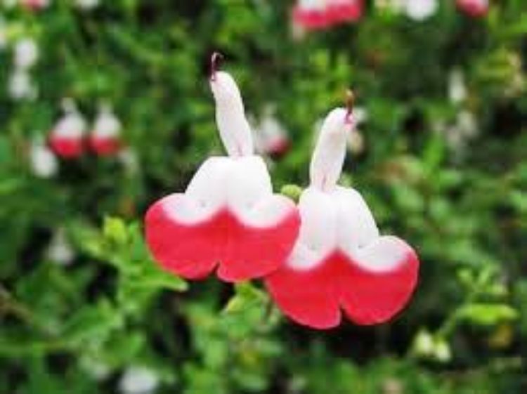 Picture of Salvia microphylla Hot Lips