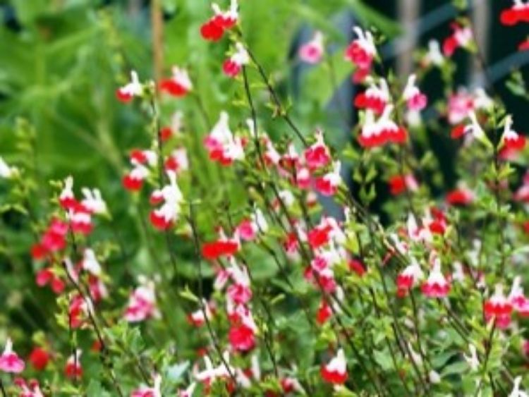 Picture of Salvia microphylla Hot Lips
