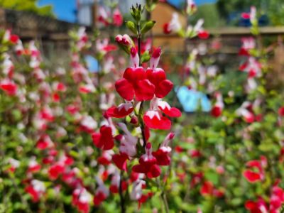 Picture of Salvia microphylla Hot Lips
