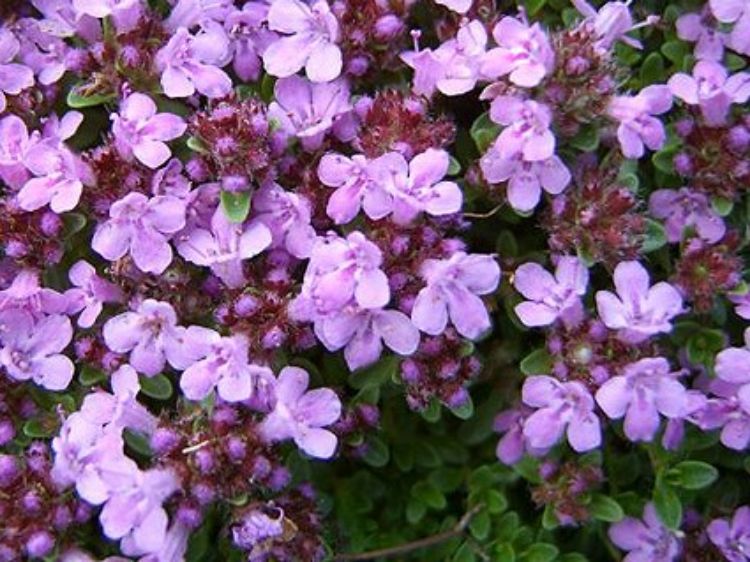 Picture of Thymus serpyllum