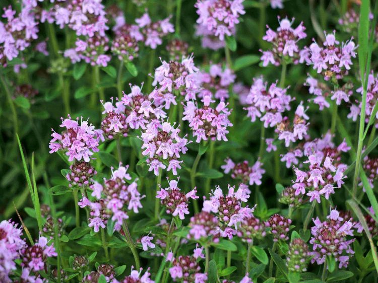 Picture of Thymus serpyllum