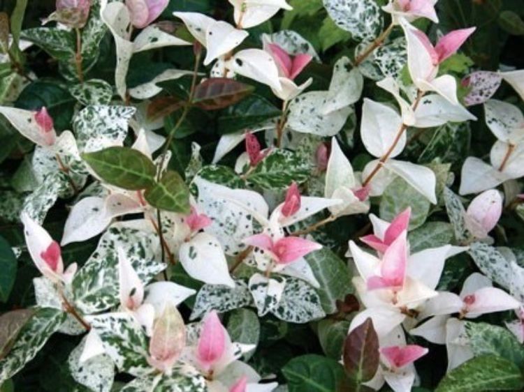 Picture of Trachelospermum jasminoides Tricolor