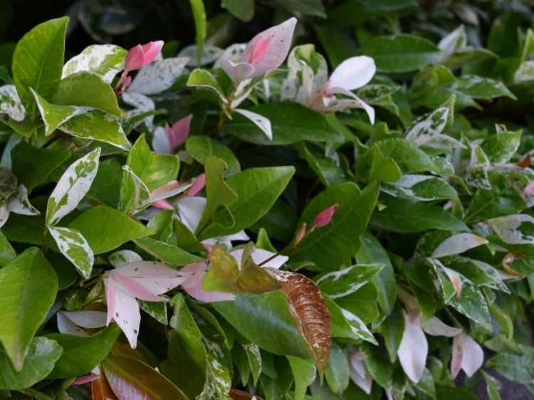 Picture of Trachelospermum jasminoides Tricolor