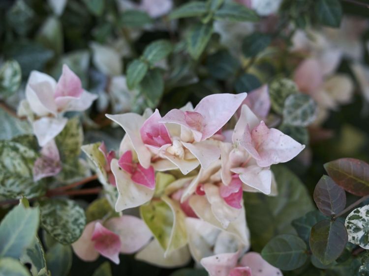 Picture of Trachelospermum jasminoides Tricolor