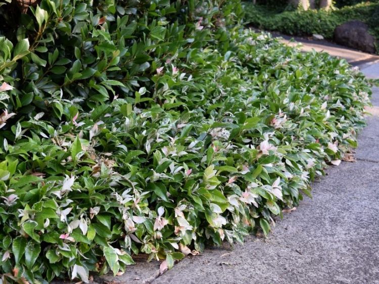Picture of Trachelospermum jasminoides Tricolor