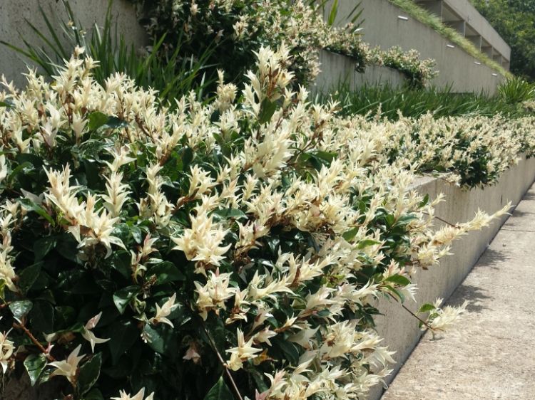 Picture of Trachelospermum jasminoides Tricolor
