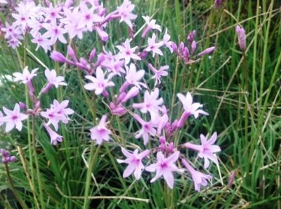 Picture of Tulbaghia cominsii violacea Fairy Star PBR