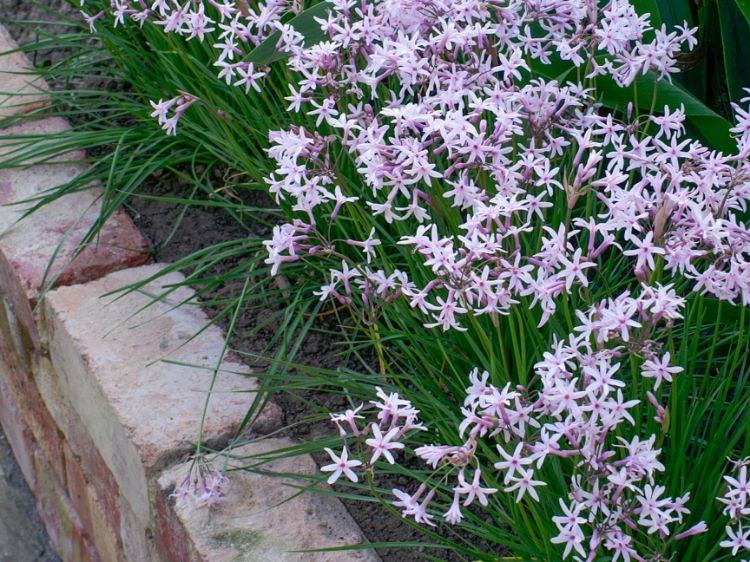 Picture of Tulbaghia cominsii violacea Fairy Star PBR