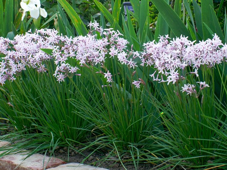 Picture of Tulbaghia cominsii violacea Fairy Star PBR