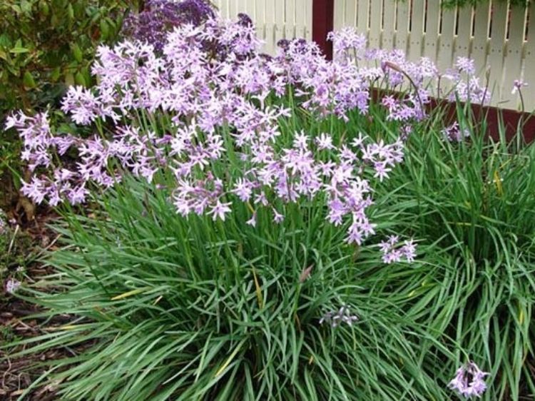 Picture of Tulbaghia violacea Dark Star PBR