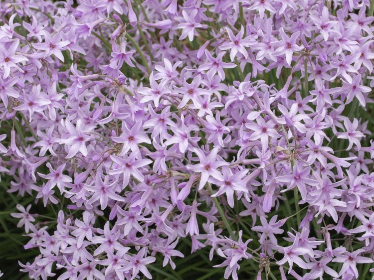 Picture of Tulbaghia violacea Dark Star PBR