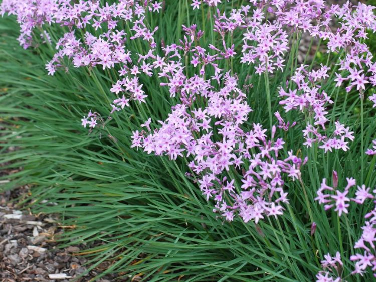 Picture of Tulbaghia violacea Dark Star PBR