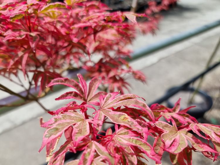 Picture of Acer palmatum Shirazz