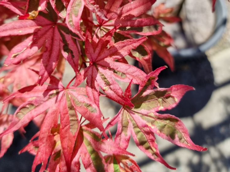 Picture of Acer palmatum Shirazz