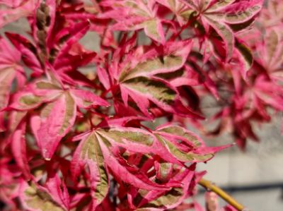 Picture of Acer palmatum Shirazz