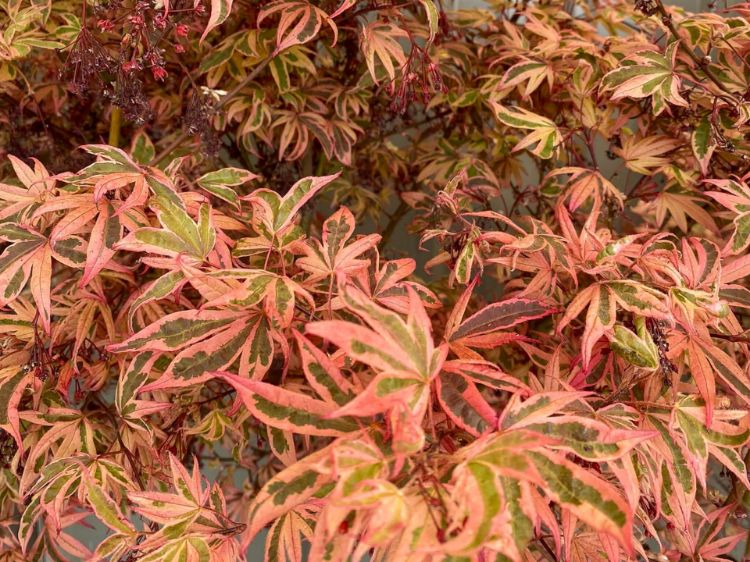 Picture of Acer palmatum Shirazz
