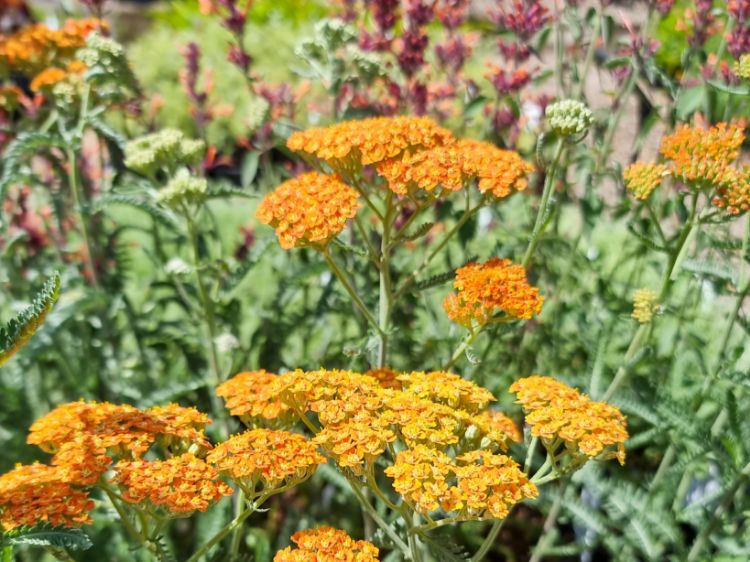 Picture of Achillea millefolium Terracotta