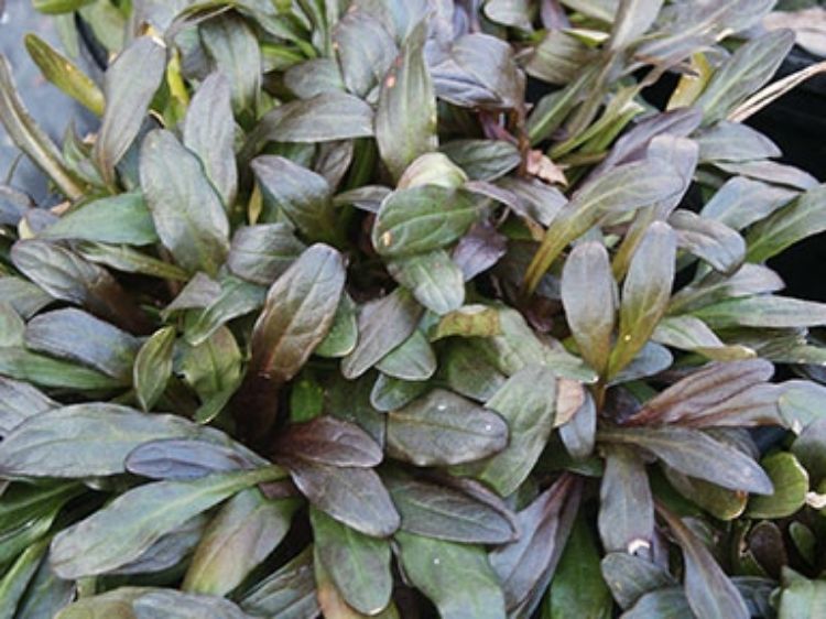 Picture of Ajuga reptans Chocolate Chip