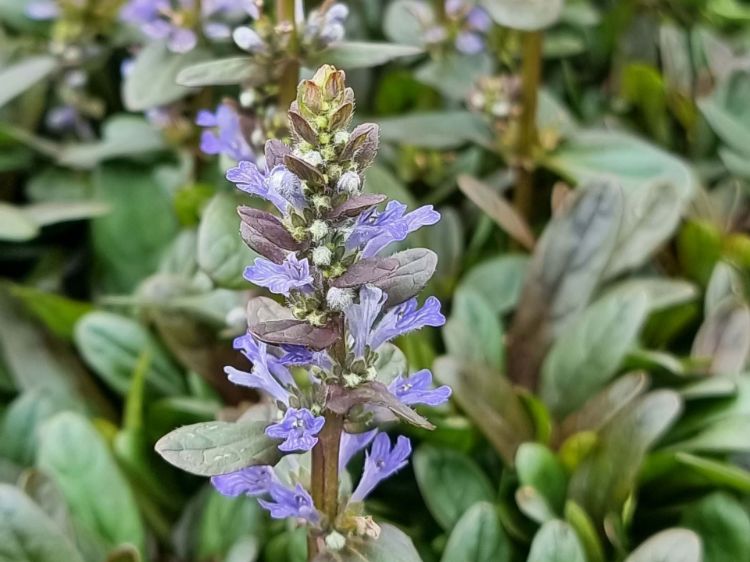 Picture of Ajuga reptans Chocolate Chip