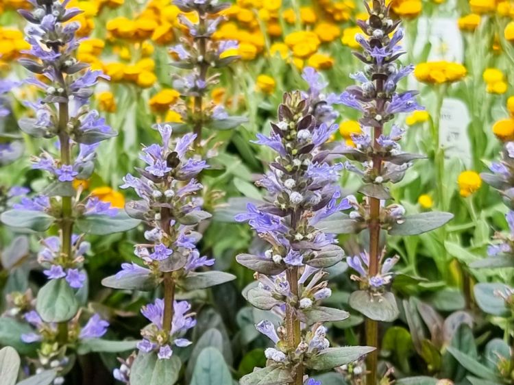 Picture of Ajuga reptans Chocolate Chip