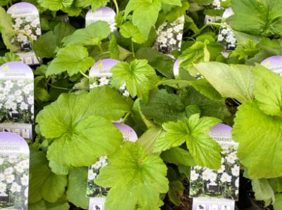 Picture of Anemone hybrida Honorine Jobert