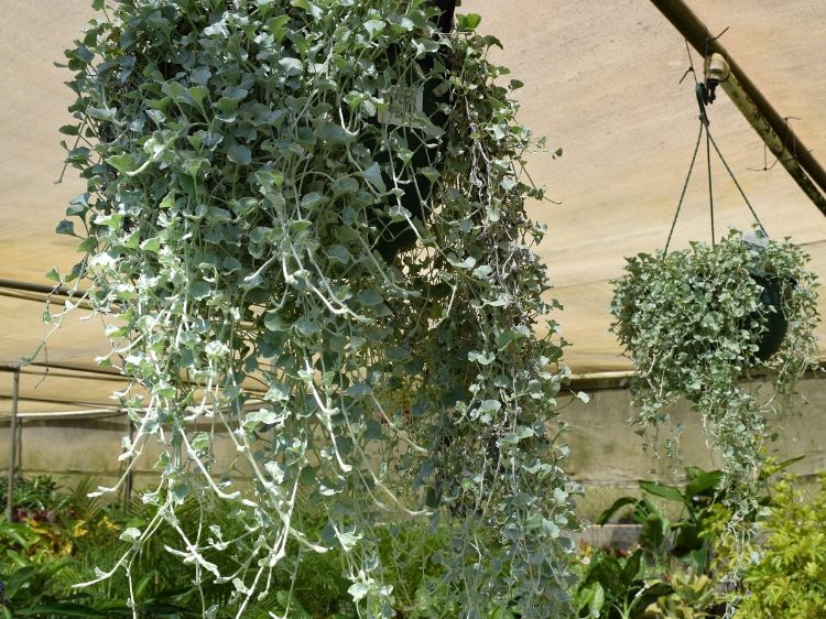 Picture of Dichondra argentea Silver Falls