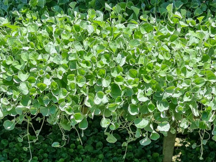 Picture of Dichondra argentea Silver Falls