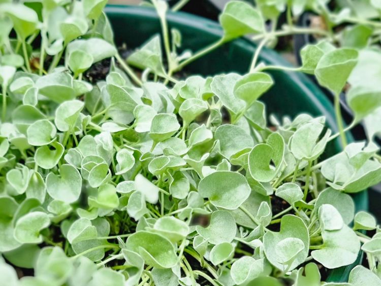 Picture of Dichondra argentea Silver Falls