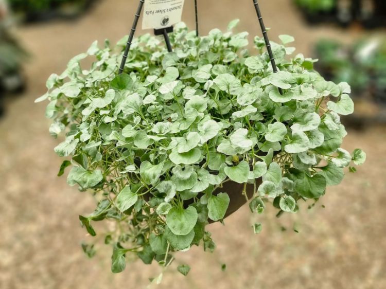 Picture of Dichondra argentea Silver Falls