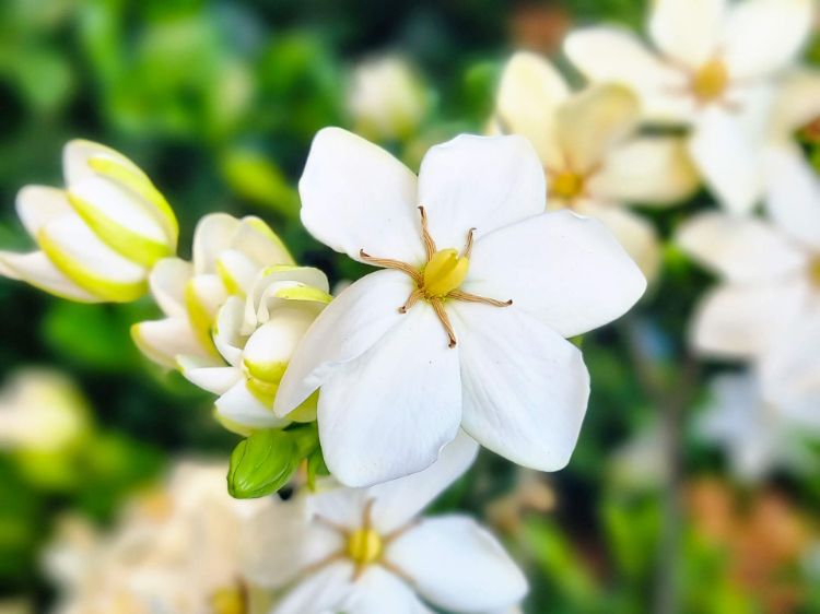 Picture of Gardenia augusta Grandiflora Star