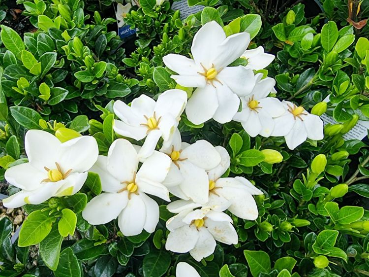 Picture of Gardenia augusta Grandiflora Star