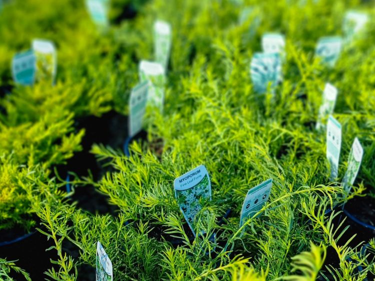 Picture of Myoporum parvifolium Fine Leaf