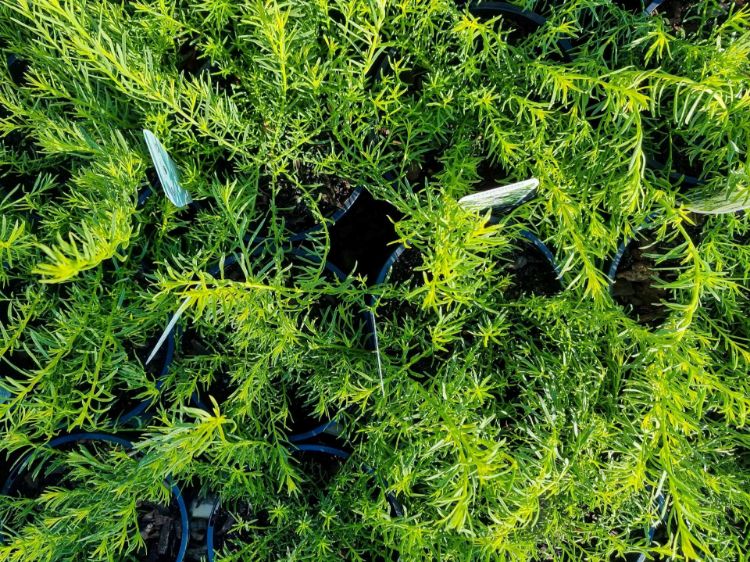 Picture of Myoporum parvifolium Fine Leaf