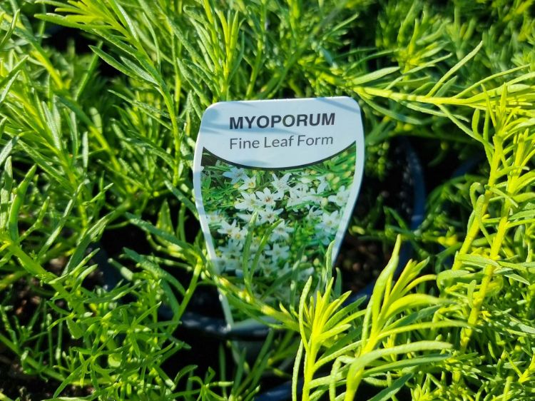 Picture of Myoporum parvifolium Fine Leaf