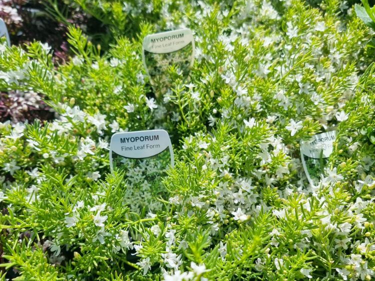 Picture of Myoporum parvifolium Fine Leaf