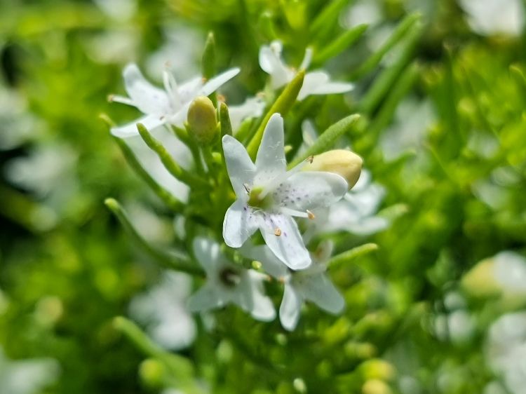 Picture of Myoporum parvifolium Fine Leaf