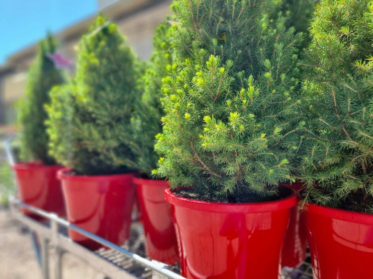 Picture of Picea glauca Christmas Star