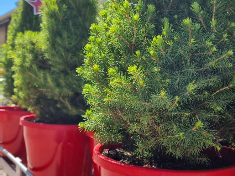 Picture of Picea glauca Christmas Star